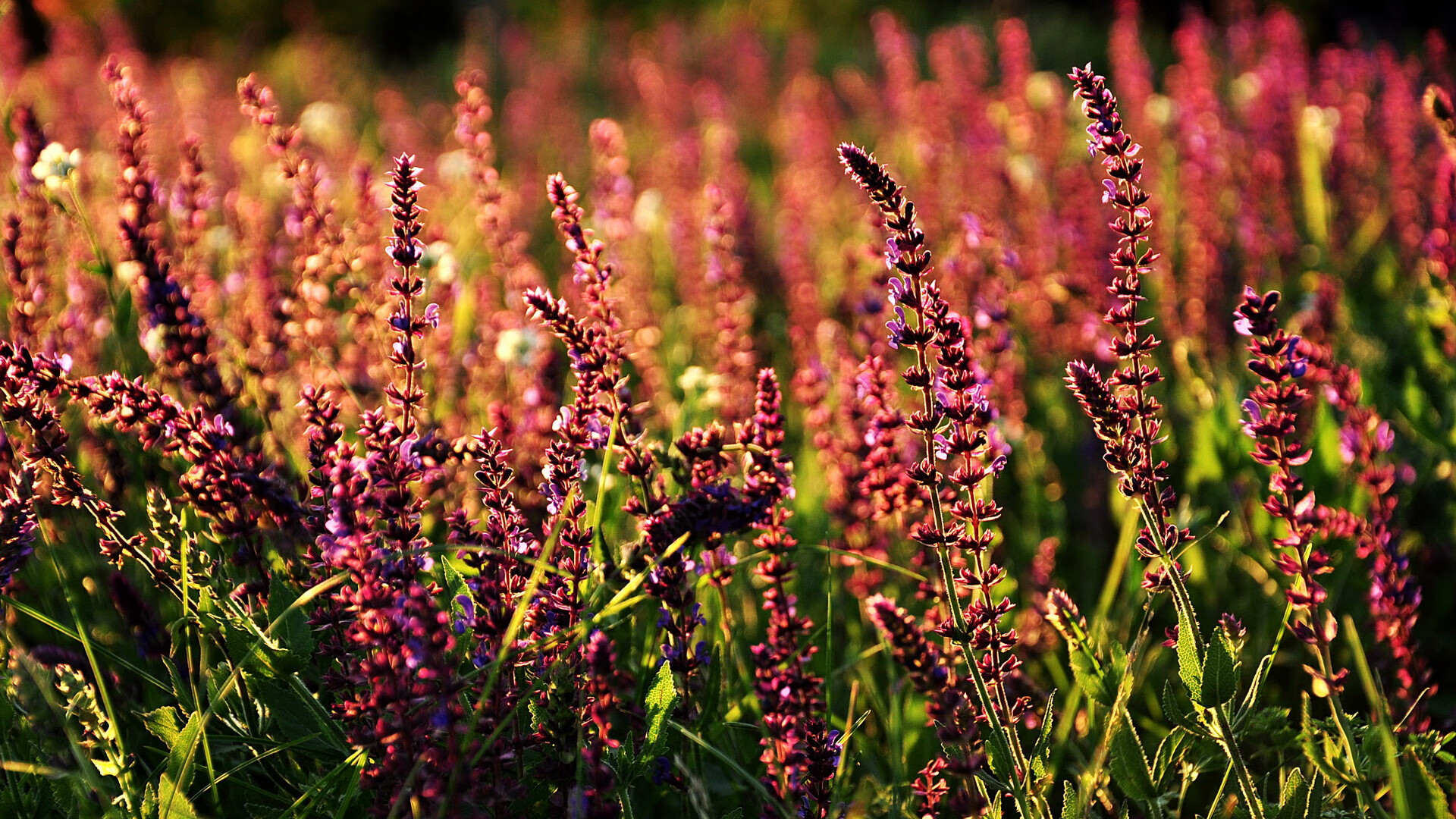 莱奥个人能力完全展现,勒沃库森打穿德国—当葡萄牙天才遇上德甲铁军
